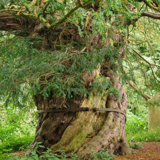 Beltingham Yew