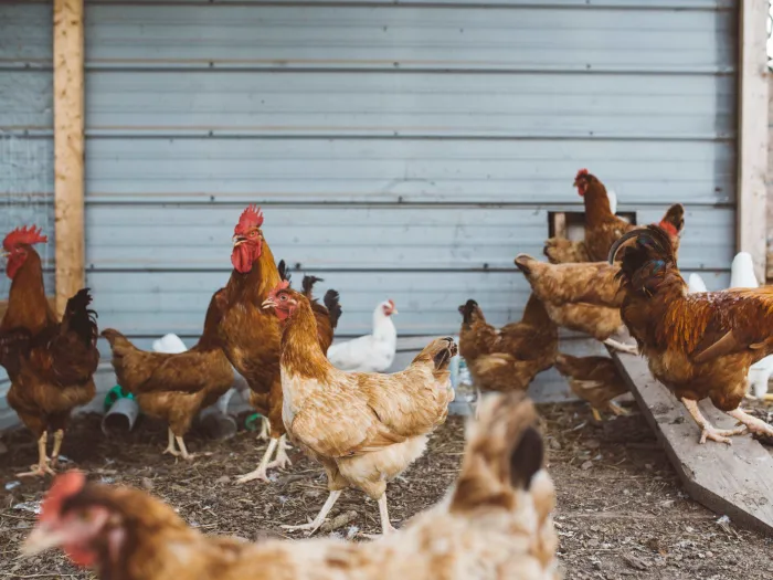 chickens