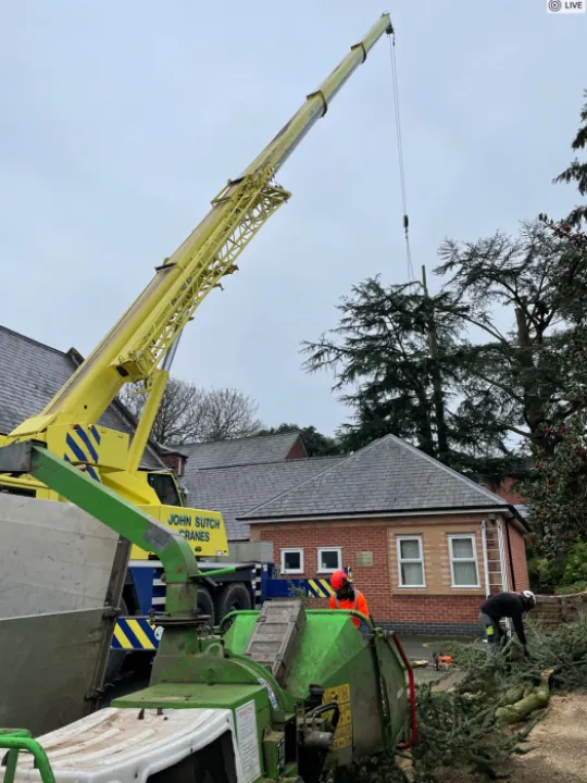 Tree Removal 1