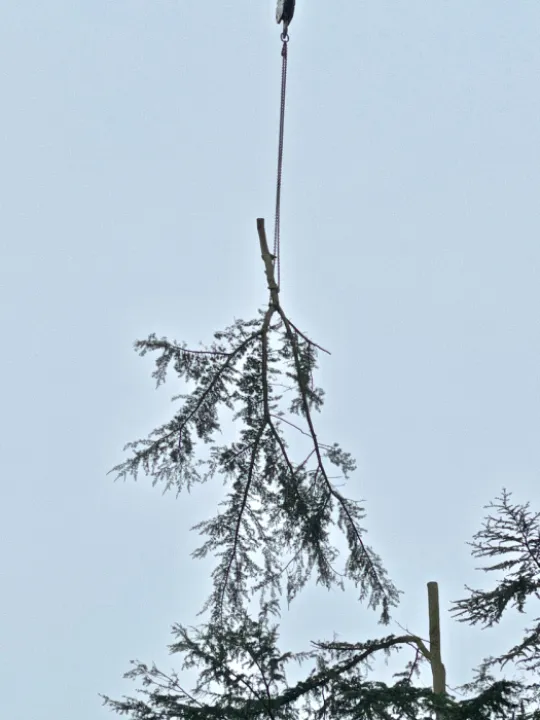 Tree Removal 3