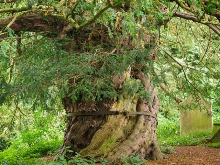 beltingham-yew-M498558