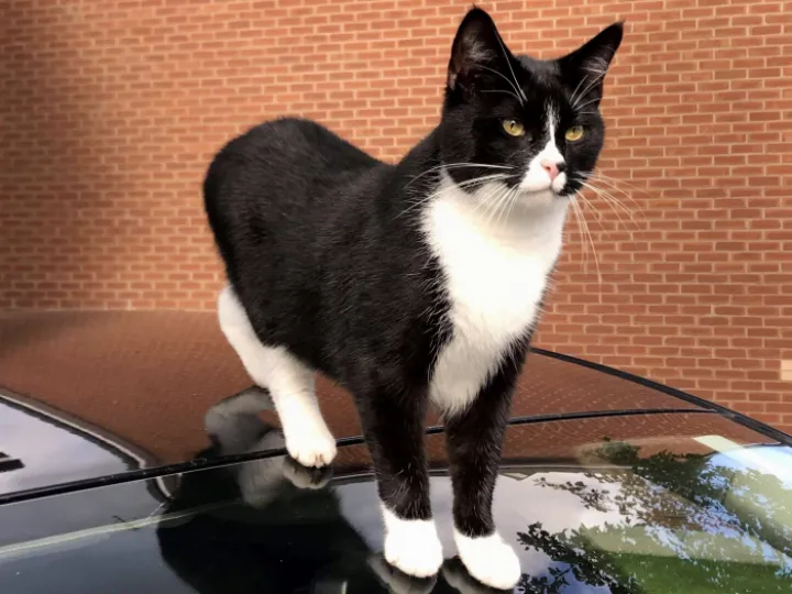 Missing Cat
