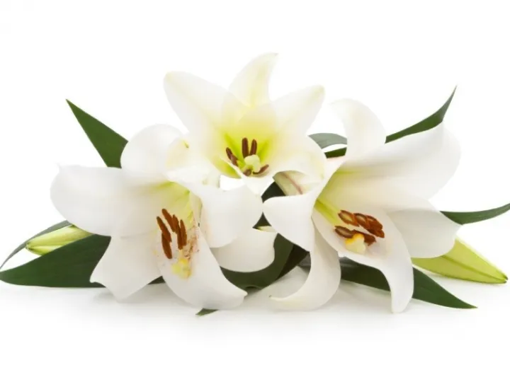Funeral lily