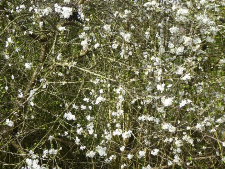 Blackthorn