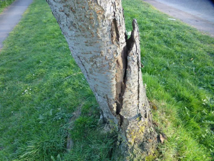Dangerous tree Tarporley Rd 2