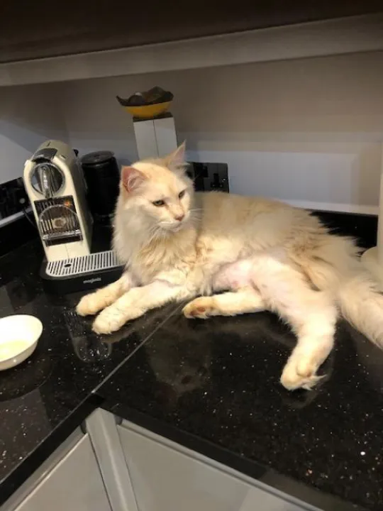 missing cat