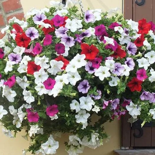 Petunia Surfinia 2_210623