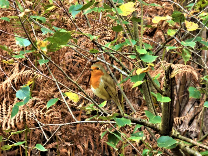 TF Autumn Robin