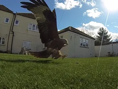 Red Kites in Haddenham 01