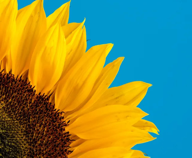 Sunflower by David Travis on Unsplash
