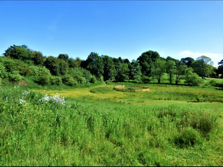 Spring in Field