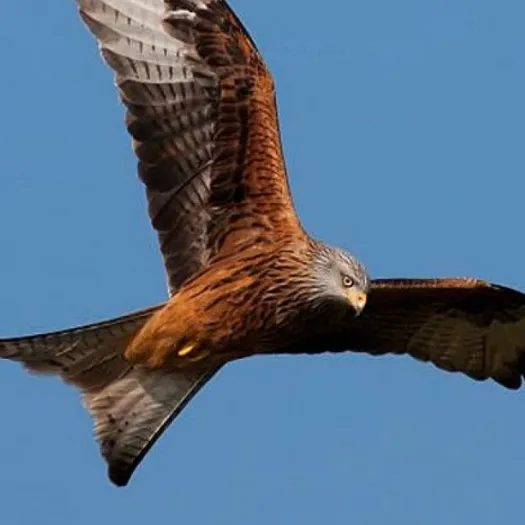 Red Kite 1