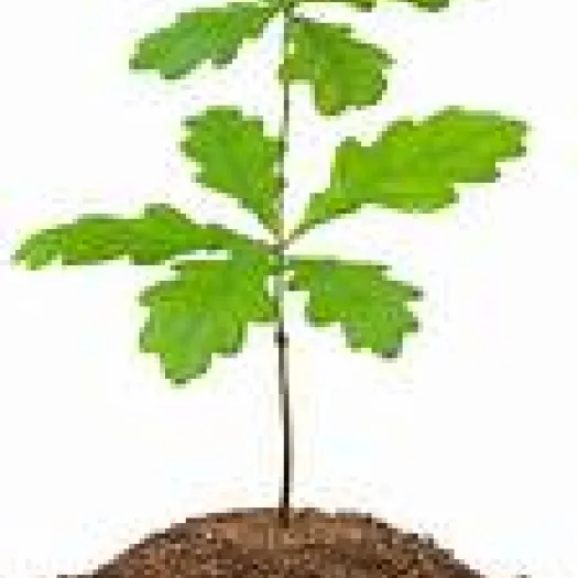 Oak tree