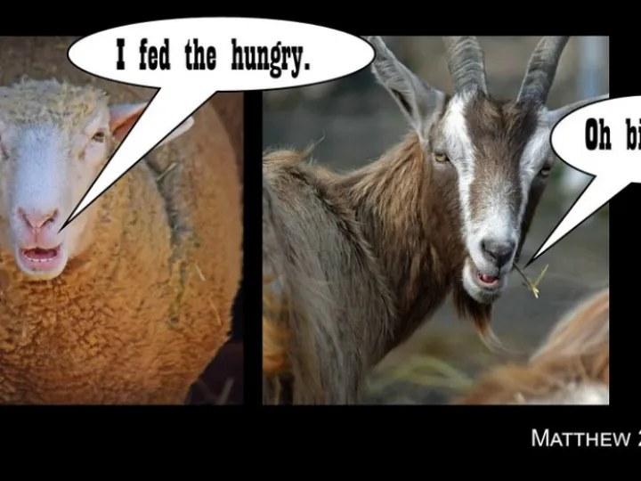 sheepgoat