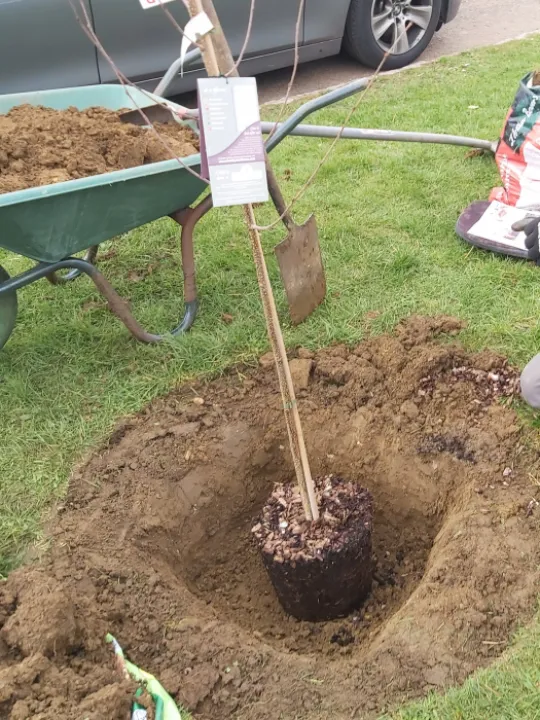 tree planting