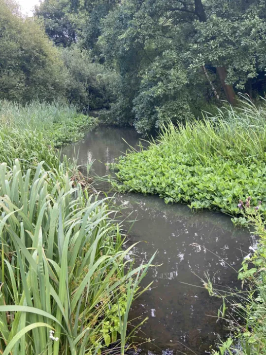 Waste pond water