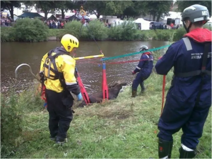 cow-rescue