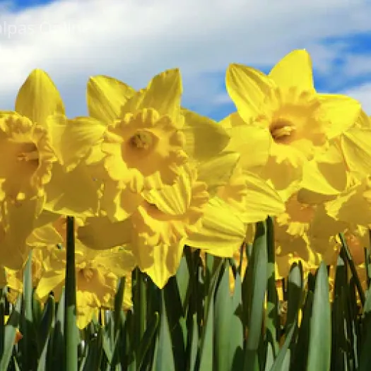 Daffodils