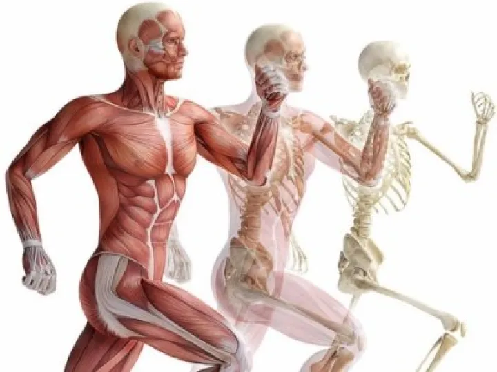 Musculoskeletal image 01