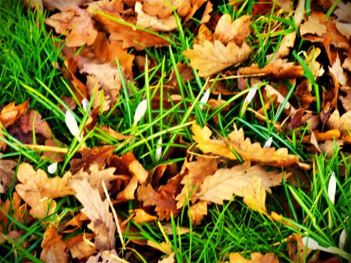 leaves