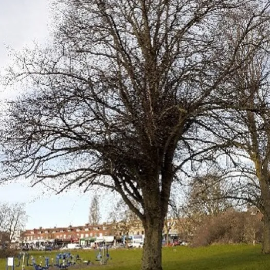 One tree in winter