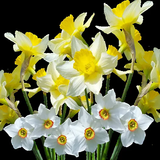 Spring-3002469_1280