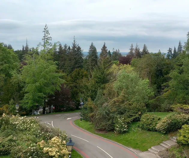 Trees &ndash; View From a Window