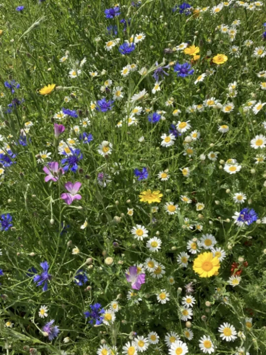 Mini meadows