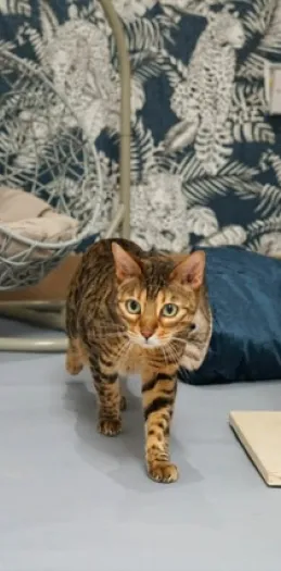 Cats 14