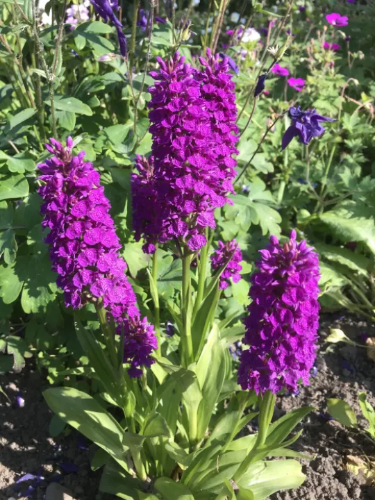 Purple Beauty