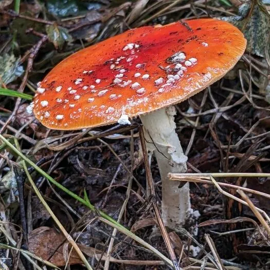 Fly agaric