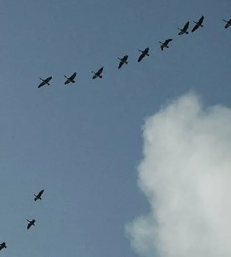 Pink footed geese