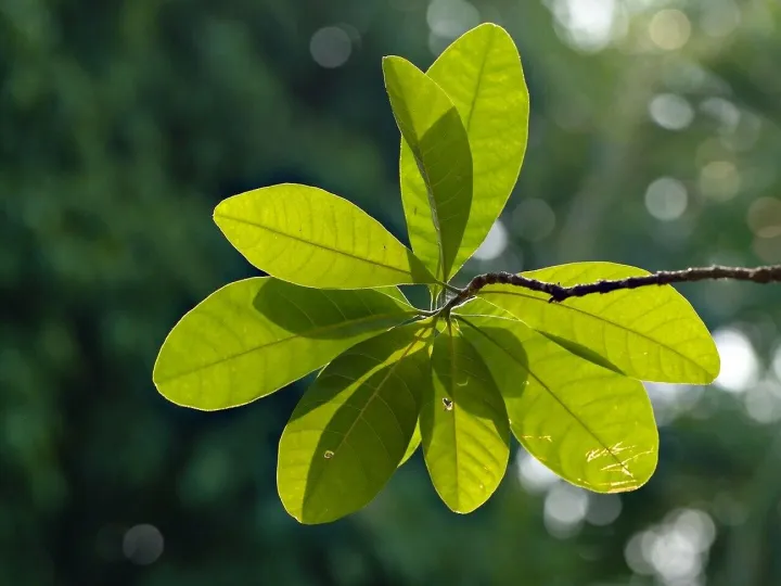 Green leaves, leaves, foliage