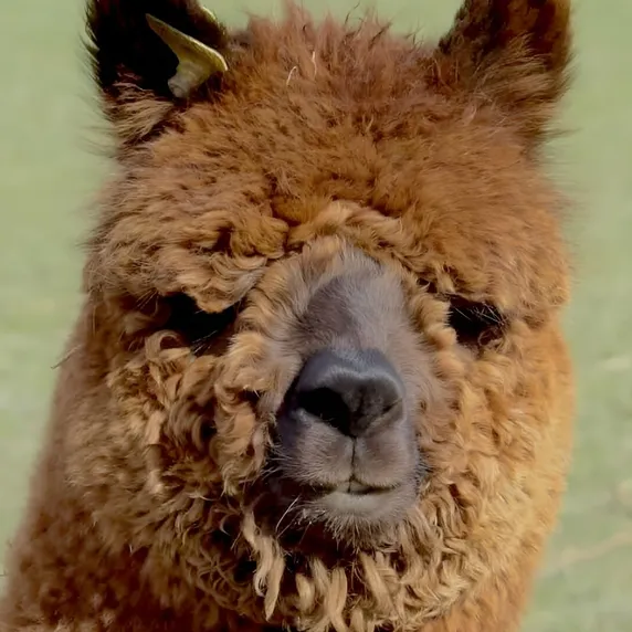 Alpaca