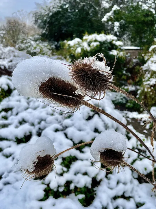 Snow in November