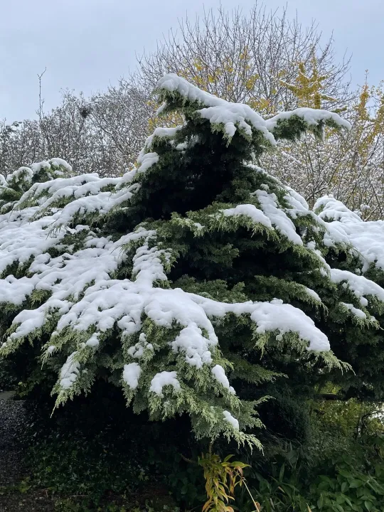 Snow in November