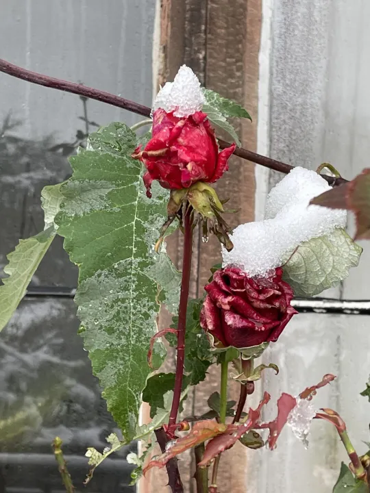 Snow in November