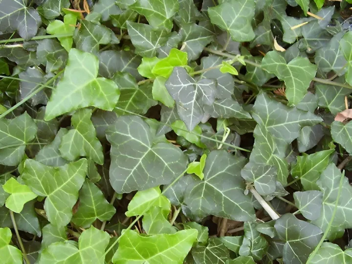 Ivy 1
