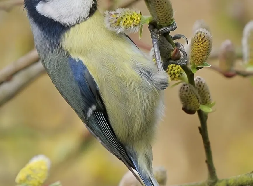 Blue Tit 1