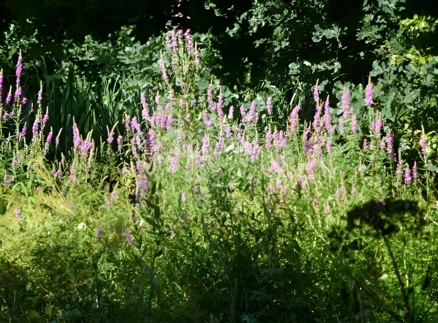 Purple Loosestrife 1