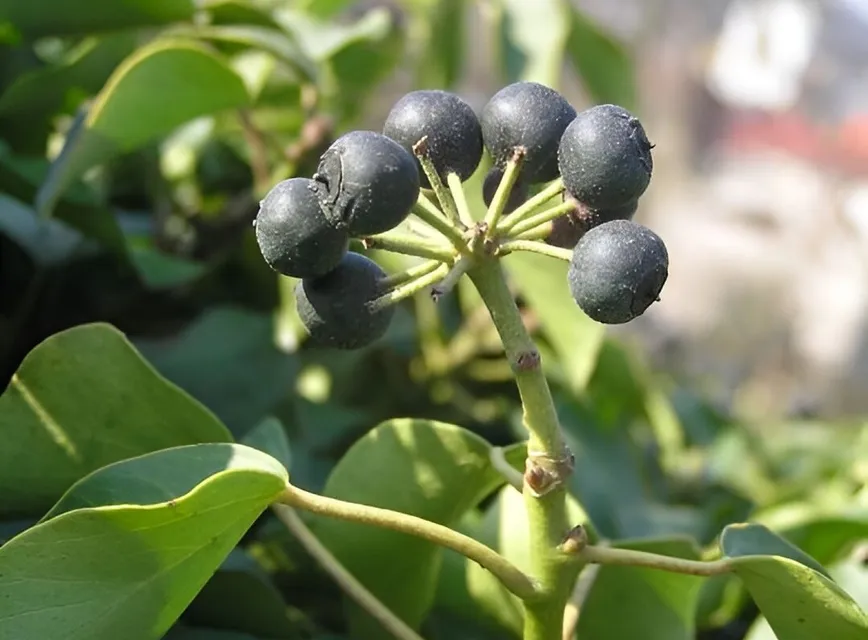Ivy 4
