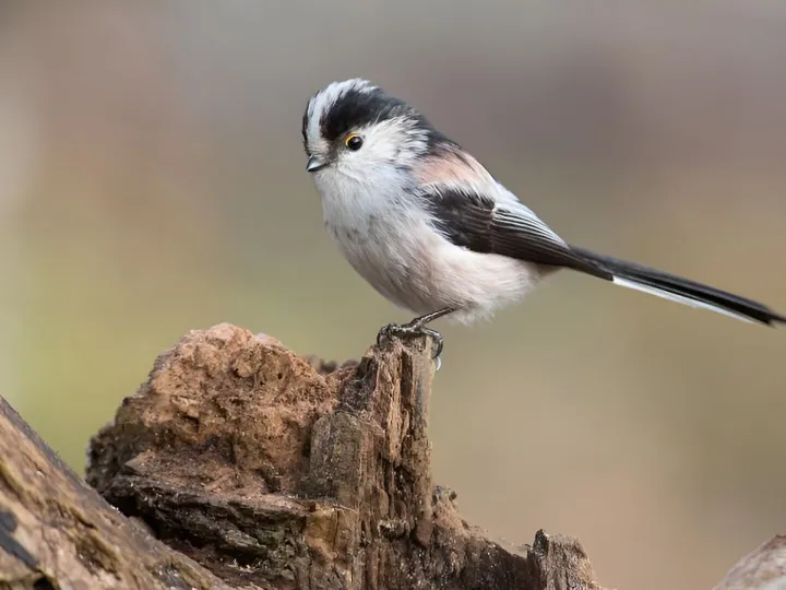 Long Tailed Tit 1