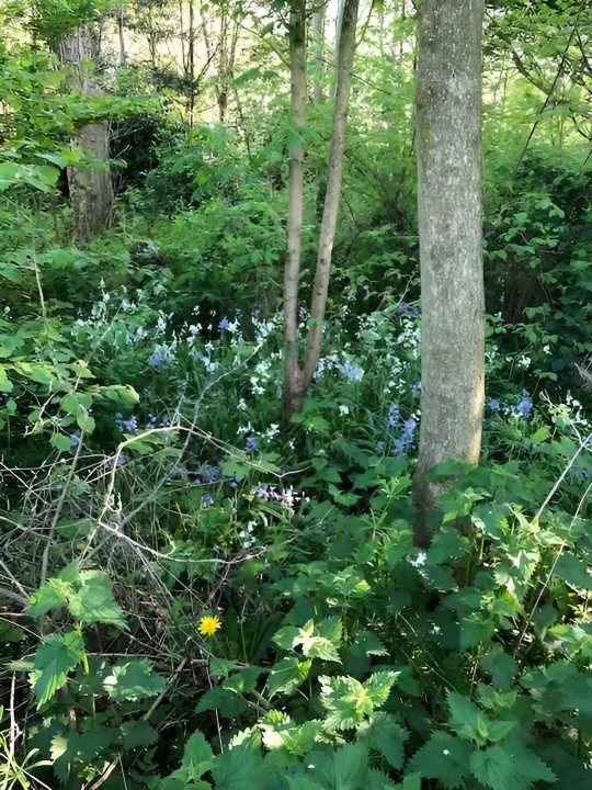Wilding Area 1