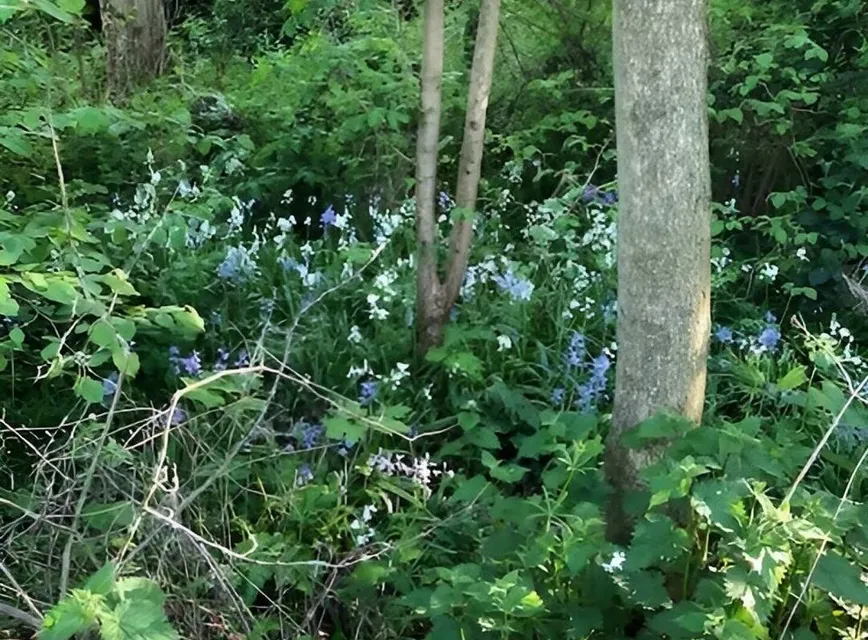 Wilding Area 1