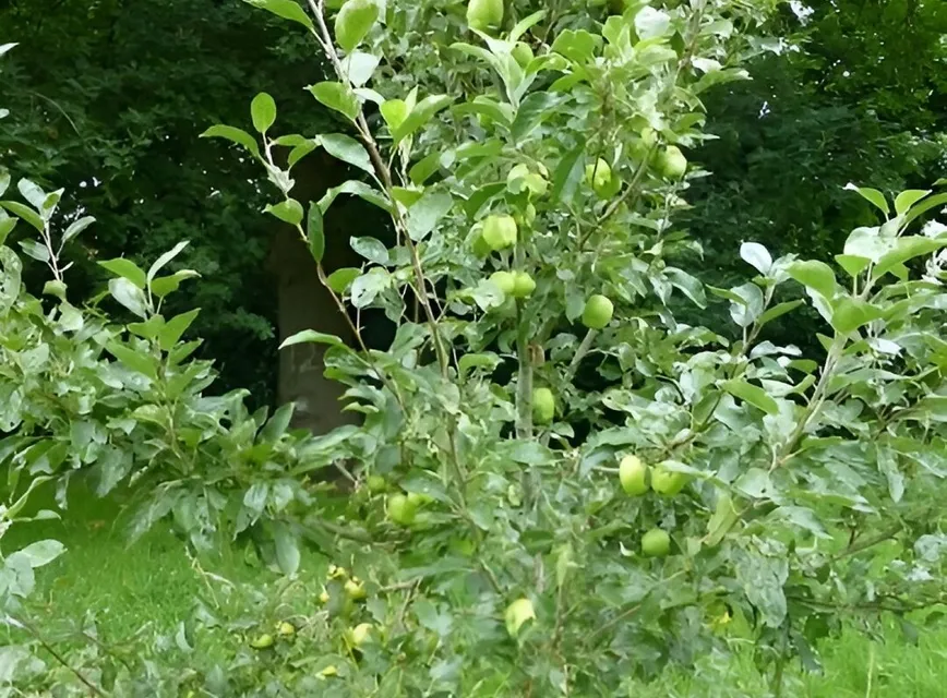 Orchard 1