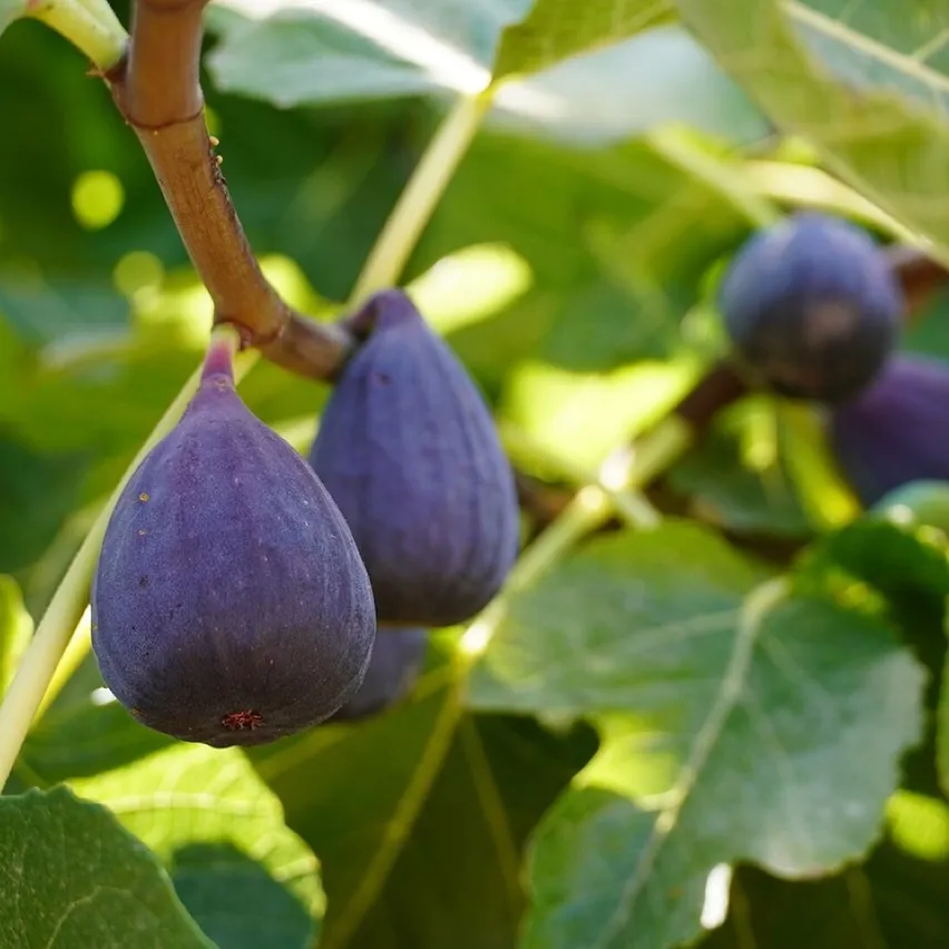 Figs