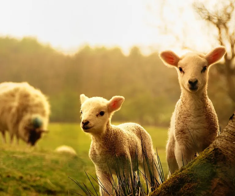 Sheep, lamb, animals, lamb, lamb, lamb, lamb, nature, lamb