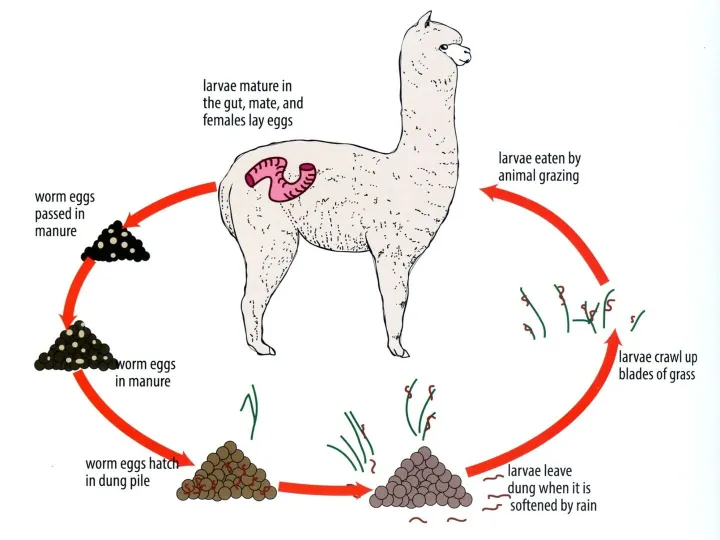 Haemonchus Lifecycle