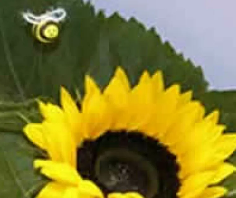 Honey and Bee