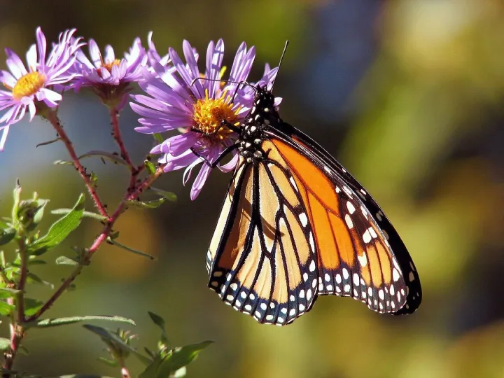 Garden, beautiful flowers, flowers, butterfly, monarch, insect, animal, flower background, pollination, aster, bloom, blossom, flowering plant, ornamental plant, plant, flower wallpaper, flora, nature, closeup